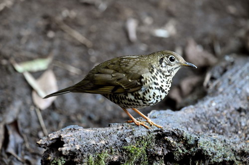 电子游戏app下载安装