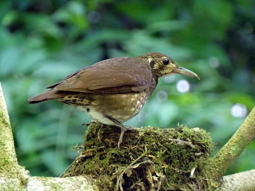 电子游戏app下载安装