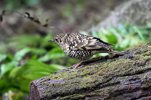 电子游戏app下载安装