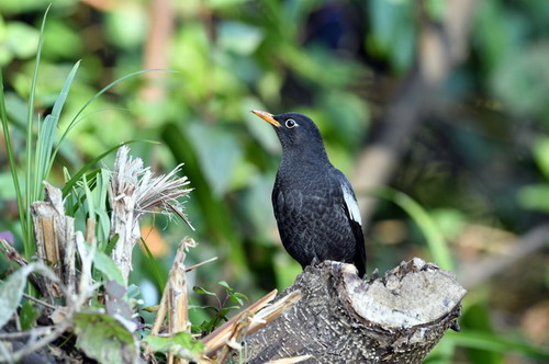 电子游戏app下载安装