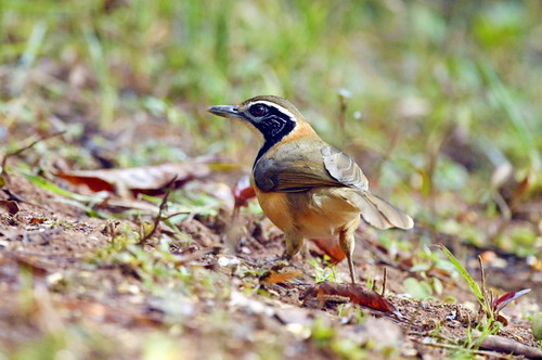 电子游戏app下载安装