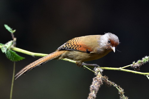 电子游戏app下载安装