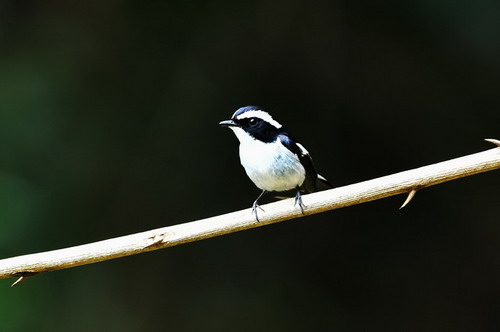 电子游戏app下载安装