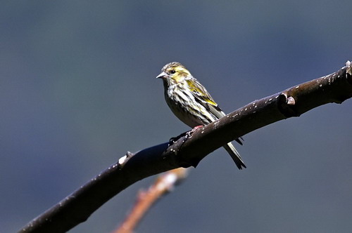 电子游戏app下载安装