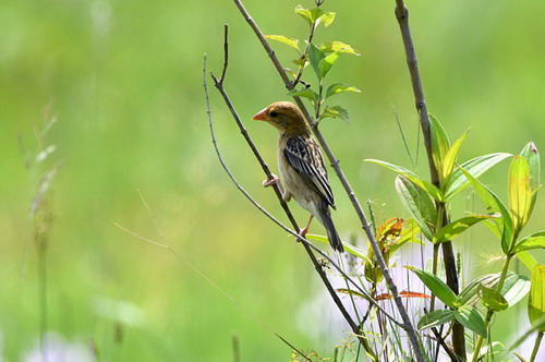 电子游戏app下载安装