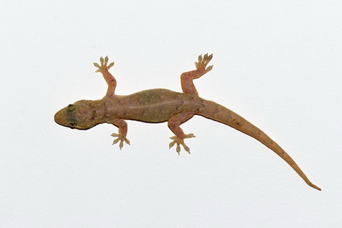 电子游戏app下载安装