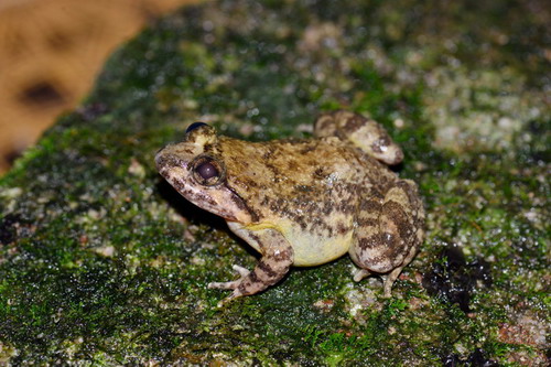 电子游戏app下载安装