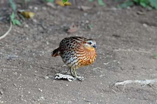 电子游戏app下载安装