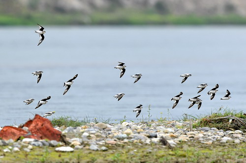 电子游戏app下载安装