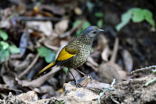 电子游戏app下载安装