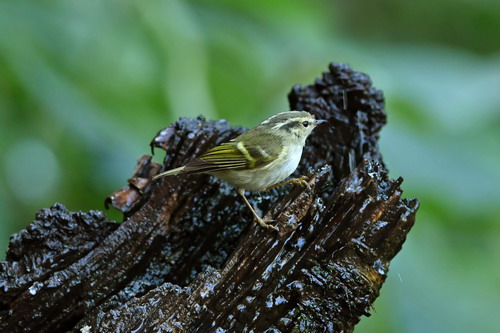 电子游戏app下载安装