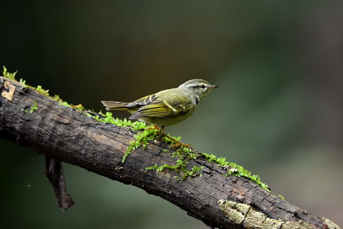 电子游戏app下载安装