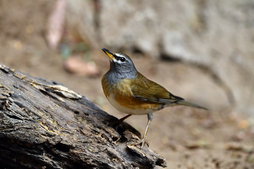 电子游戏app下载安装