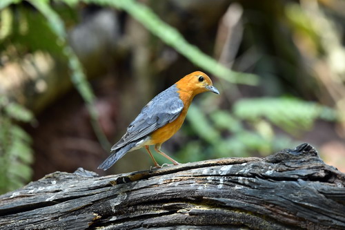 电子游戏app下载安装