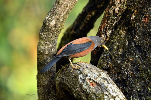 电子游戏app下载安装