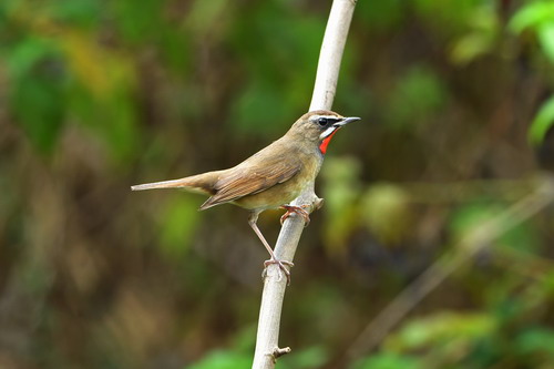 电子游戏app下载安装