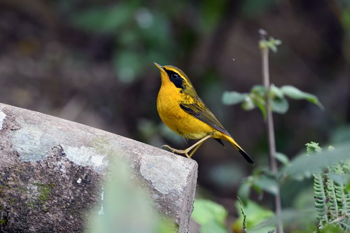 电子游戏app下载安装