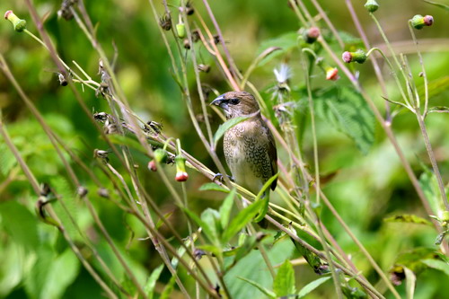 电子游戏app下载安装
