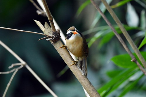 电子游戏app下载安装