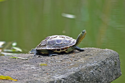 电子游戏app下载安装