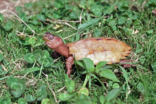 电子游戏app下载安装
