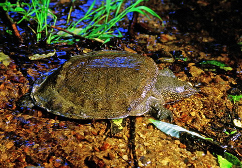 电子游戏app下载安装