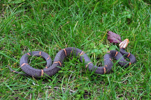 电子游戏app下载安装