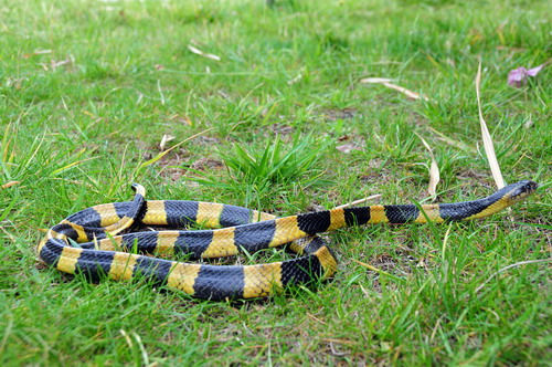 电子游戏app下载安装