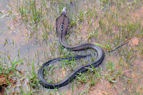 电子游戏app下载安装