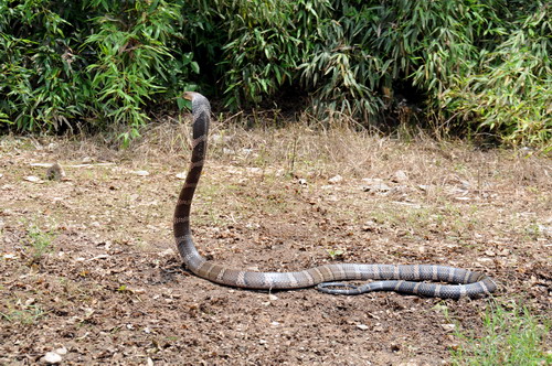 电子游戏app下载安装