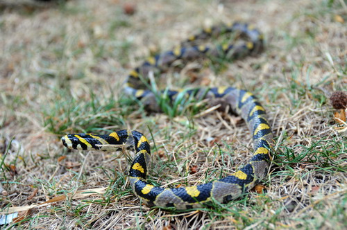 电子游戏app下载安装