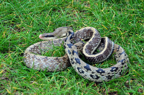 电子游戏app下载安装