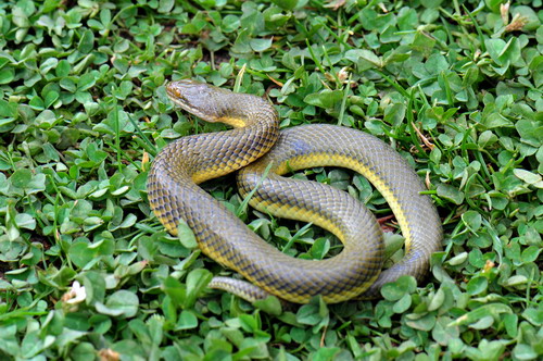 电子游戏app下载安装