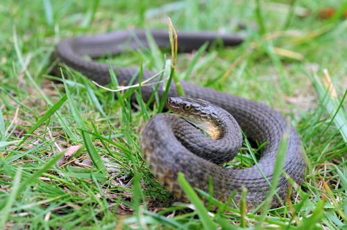 电子游戏app下载安装