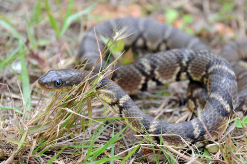 电子游戏app下载安装