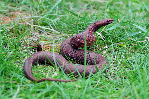 电子游戏app下载安装