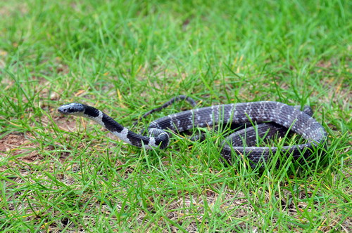 电子游戏app下载安装