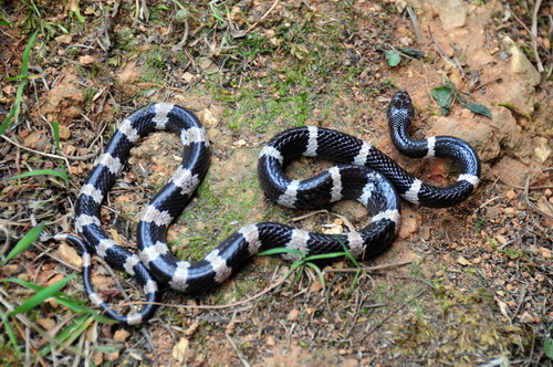 电子游戏app下载安装