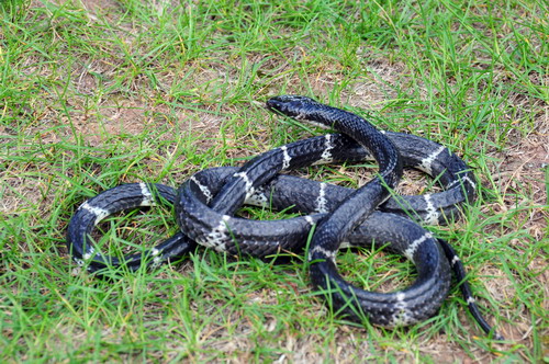 电子游戏app下载安装