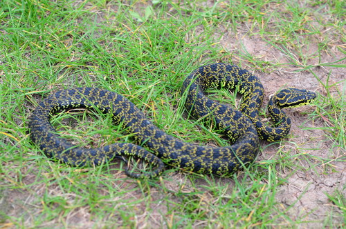 电子游戏app下载安装