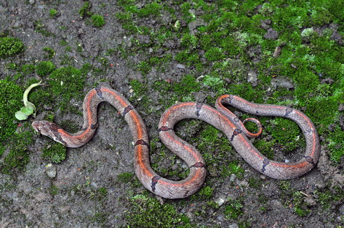 电子游戏app下载安装