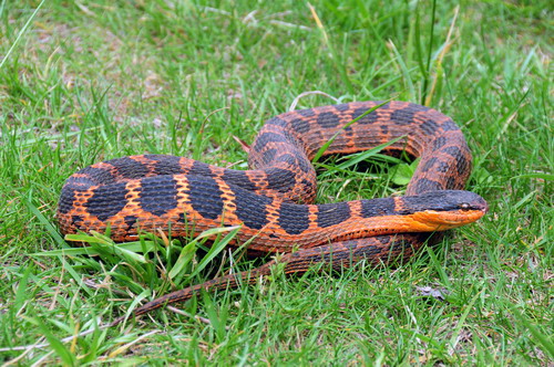 电子游戏app下载安装