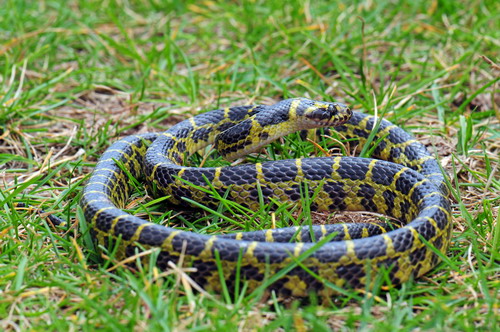 电子游戏app下载安装