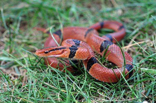 电子游戏app下载安装