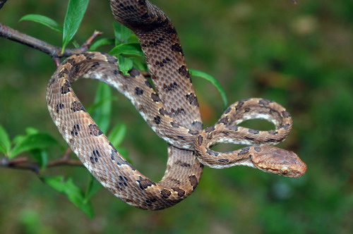 电子游戏app下载安装