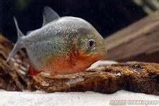 电子游戏app下载安装