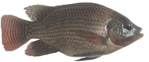 电子游戏app下载安装