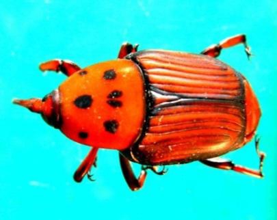 电子游戏app下载安装