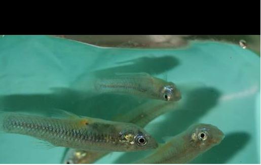 电子游戏app下载安装