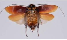 电子游戏app下载安装